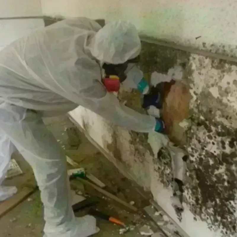 Mold Remediation and Removal in White Sands, NM